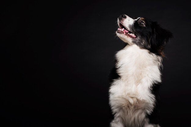 Chien mignon vue de face