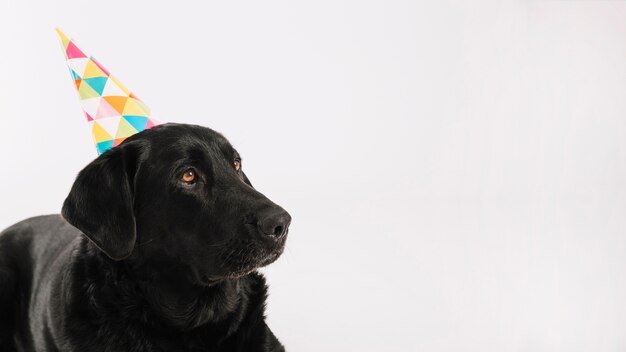 Chien noir en chapeau de fête