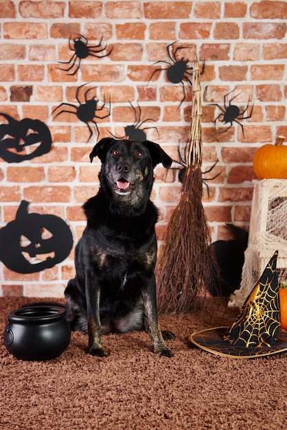 Chien noir en costume de sorcière