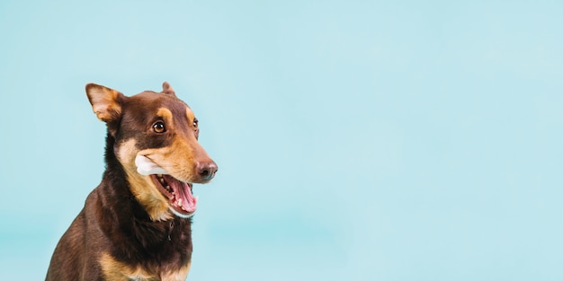 Un chien avec un os.