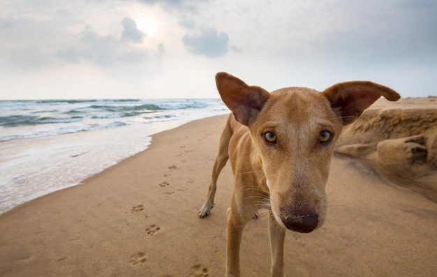 Photo gratuite chien sur la plage