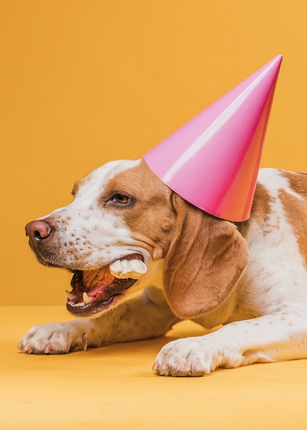 Photo gratuite chien portant un chapeau de fête et mangeant un os