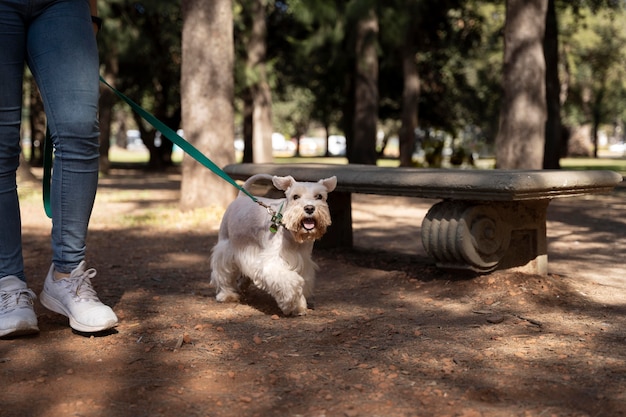 Chien de promenade de propriétaire en gros plan