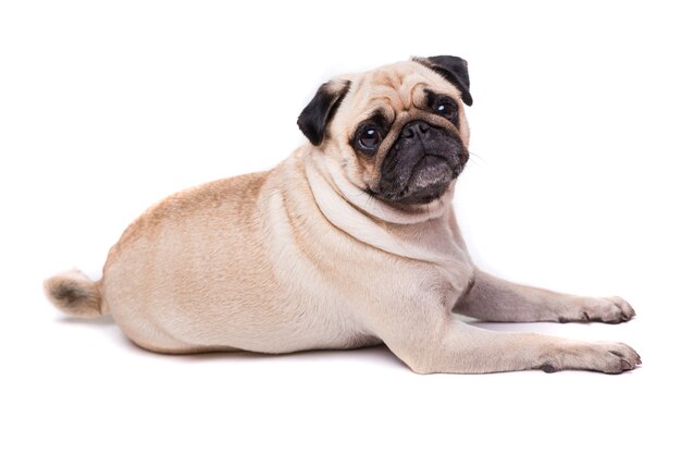 Chien Pug mignon isolé sur un mur blanc