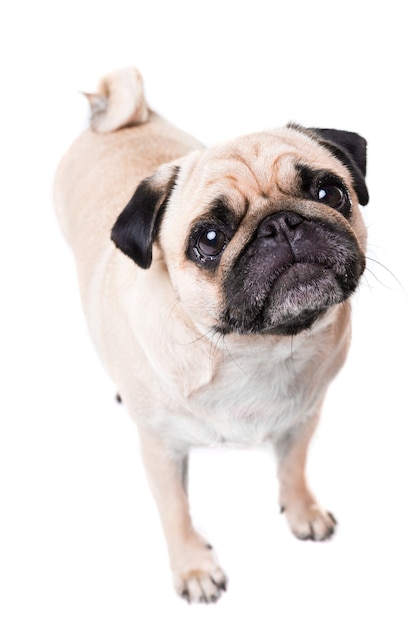 Chien Pug mignon isolé sur un mur blanc