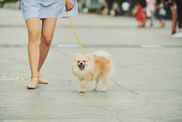 Chien qui marche dans la ville