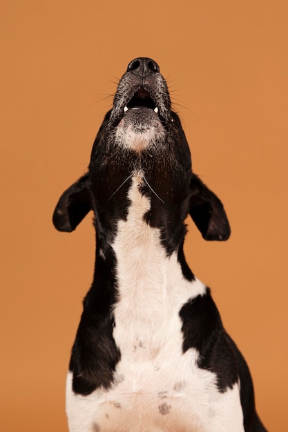 Photo gratuite chien de race étant adorable dans un studio