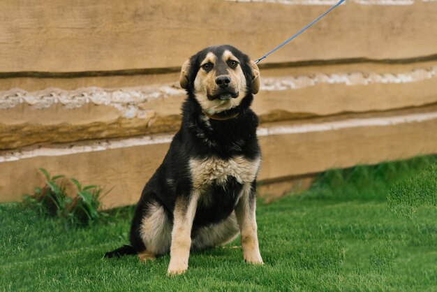 Un chien de race mixte noir et rouge souriant et enjoué dans la cour de la maison en laisse profite d'une promenade