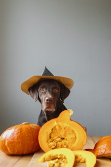 Chien retriever en chapeau noir et citrouille halloween tenue automne concept avec une citrouille