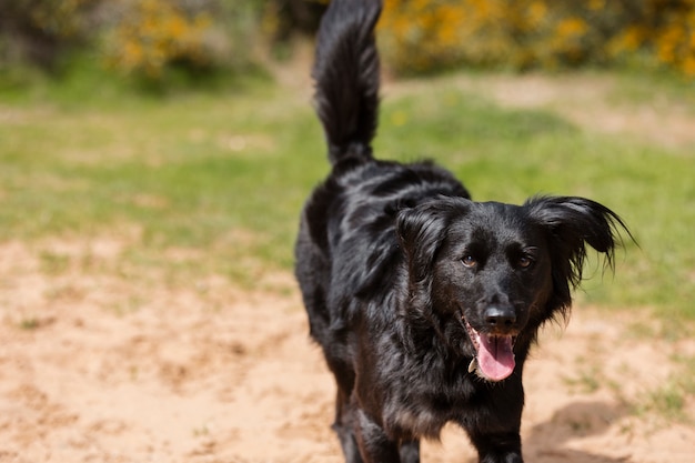 Chien s'amusant dans la nature