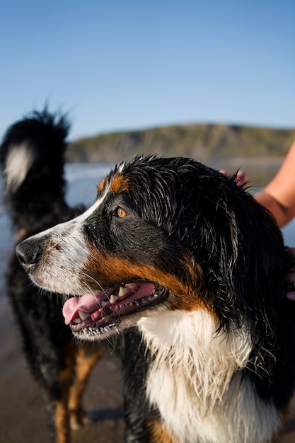 Photo gratuite chien s'amusant à la plage