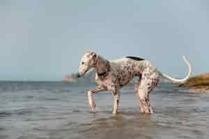 Photo gratuite chien s'amusant à la plage