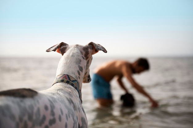 Photo gratuite chien s'amusant à la plage