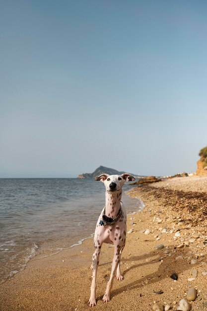 Chien s'amusant à la plage