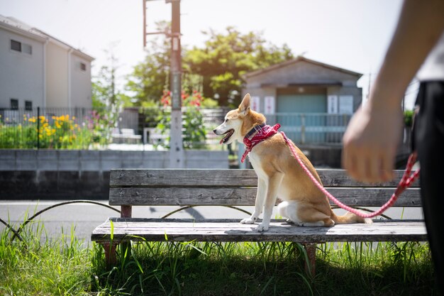 Un chien Shiba Inu en train de se promener