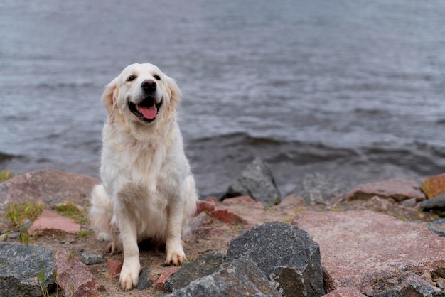 Chien souriant assis au bord de l'eau