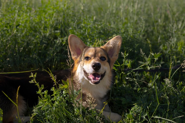 Chien souriant mignon à l'extérieur