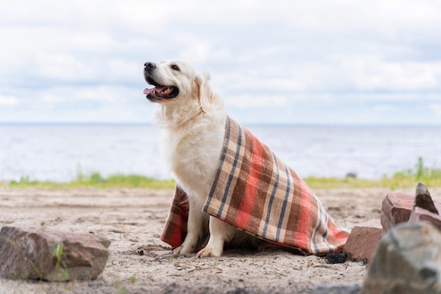 Chien souriant recouvert d'une couverture