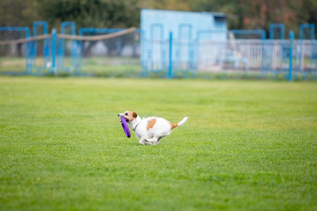 Chien sportif effectuant pendant la course au leurre en compétition