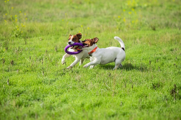 Photo gratuite chien sportif effectuant pendant la course de leurre en compétition.