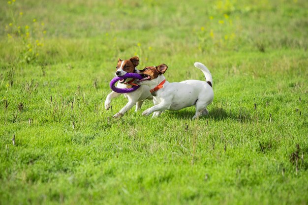 Chien sportif effectuant pendant la course de leurre en compétition.