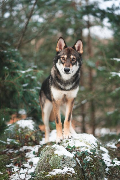 Chien Tamaskan debout sur un rocher dans une forêt