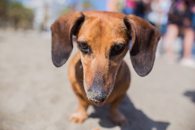 chien de tête