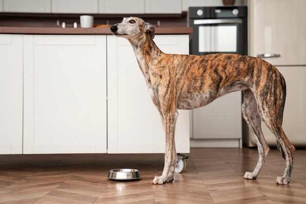 Photo gratuite chien vue de côté avec bol de nourriture