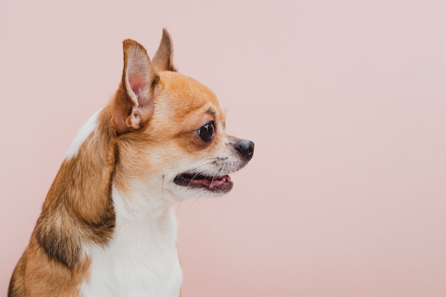 Photo gratuite chien vue de côté avec la bouche ouverte à la recherche de suite
