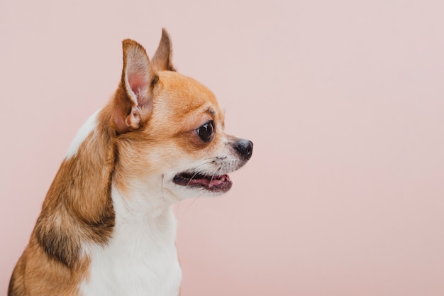 Chien vue de côté avec la bouche ouverte à la recherche de suite