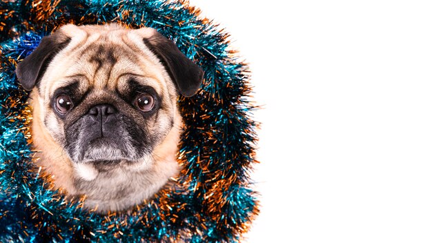 Chien vue de côté avec des décorations de Noël sur son cou