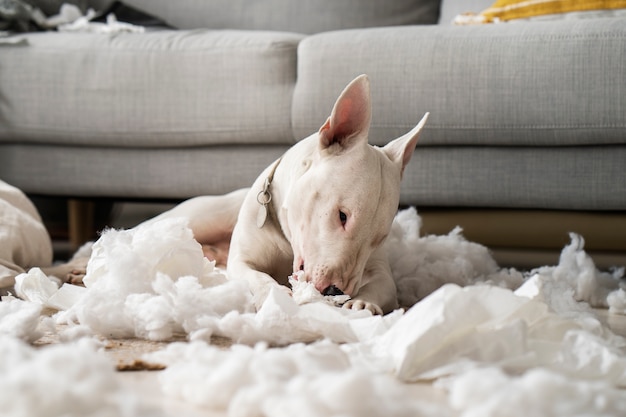 Chien vue de côté faisant un gâchis à la maison