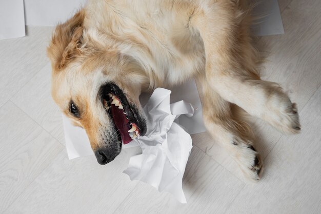 Chien vue de dessus jouant avec du papier à la maison