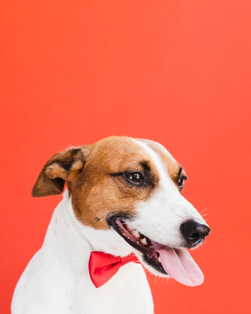 Chien vue de face avec la langue dehors et arc rouge