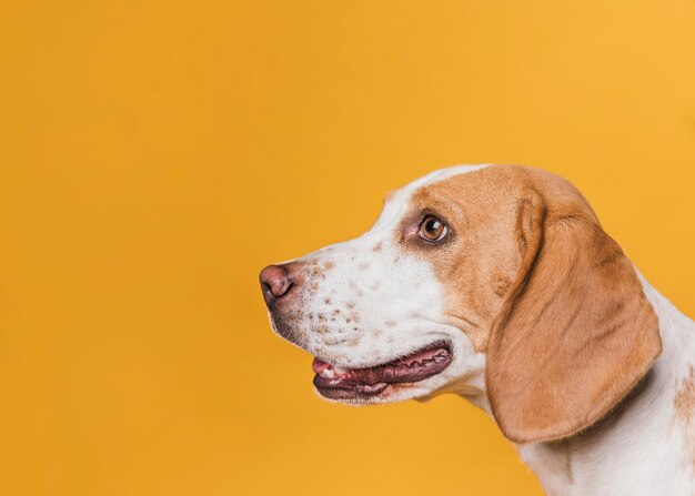 Chien vue latérale avec de beaux yeux