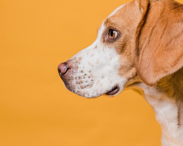 Chien vue latérale avec de beaux yeux