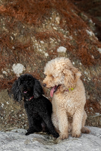 Chiens caniche grand angle en plein air