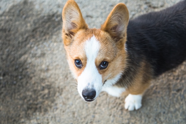 Chiens de compagnie heureux jouant dans un parc