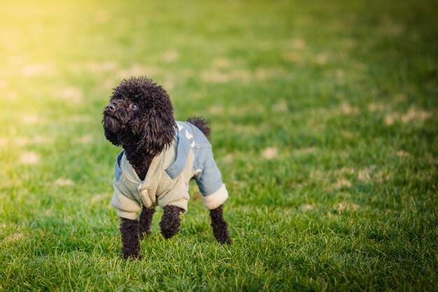 Des chiens de compagnie heureux jouent sur Grass dans un parc.