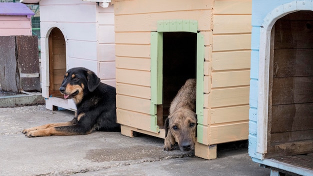 Photo gratuite chiens mignons dans leurs maisons en attente d'être adoptés