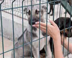 Photo gratuite chiens mignons derrière une clôture en attente d'être adoptés