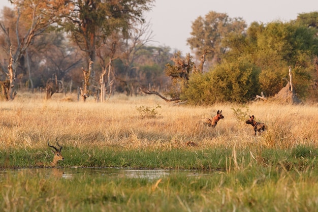 Chiens sauvages chassant des impalas désespérés