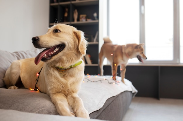 Chiens souriants mignons avec des lumières