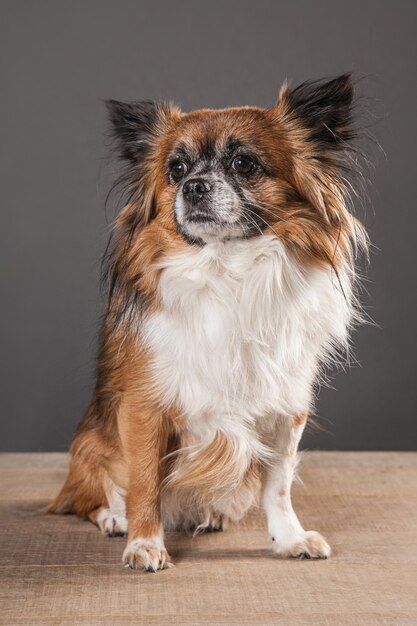 Chihuahua sur table en bois