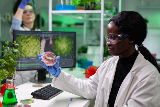 Un chimiste afro-américain tenant un échantillon de bœuf végétalien analysant de la viande végétarienne génétiquement modifiée. Chercheur biologiste travaillant à l'expertise médicale en microbiologie.dans le laboratoire hospitalier de biochimie