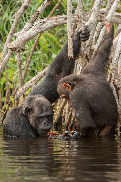 Photo gratuite chimpanzé dans l'habitat naturel chimpanzé au congo