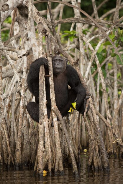 chimpanzé dans l'habitat naturel chimpanzé au congo