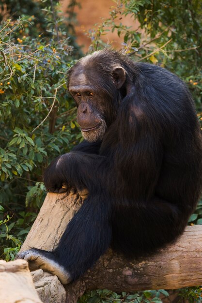 Chimpanzé