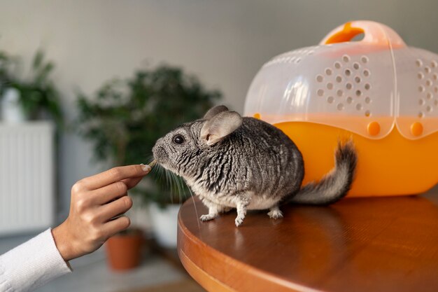 Chinchilla alimentation à la main vue de côté