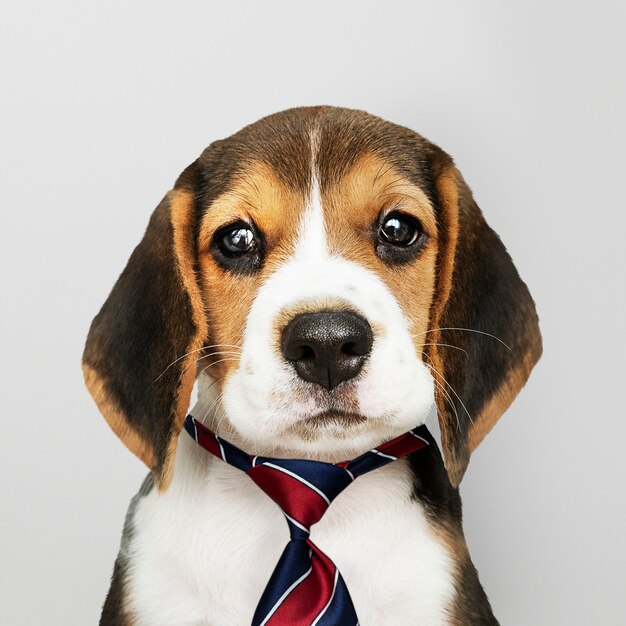 Chiot Beagle d&#39;affaires portant une cravate